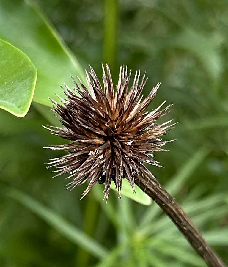 coneflower-seed-pod-in-the-fall #image_title
