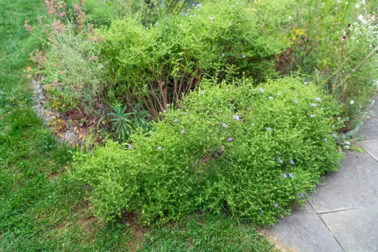 New York aster is ready to put on a show: this will become HUNDREDS of flowers