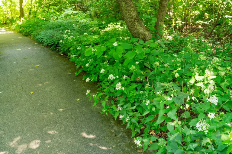 White wood aster is perfect for shady borders, or underneath trees